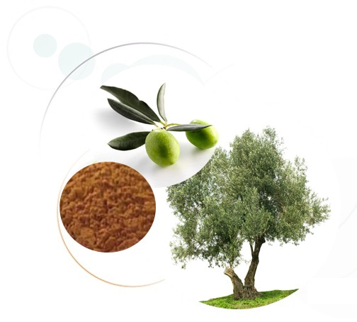 Olivex® Olive Fruit Extract