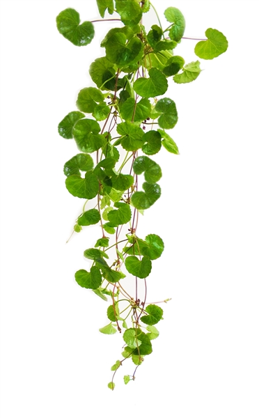 Gotu Kola ( Centella asiatica ) Whole Herb Extract