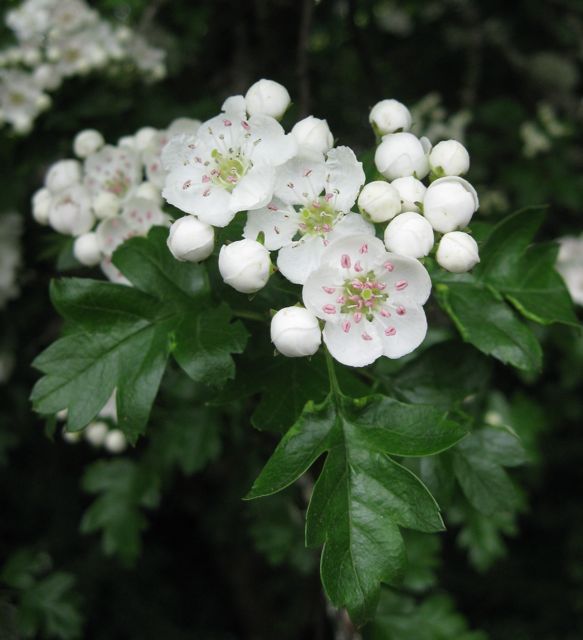 Hawthorn Leaf and Flower Extract