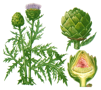 Artichoke Stem and Leaf Extract