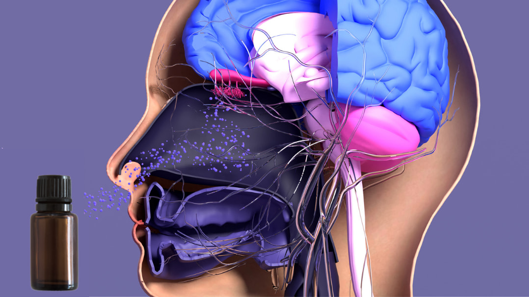 How Olfactory Stimulation with Essential Oils May Boost Cognitive Capacity