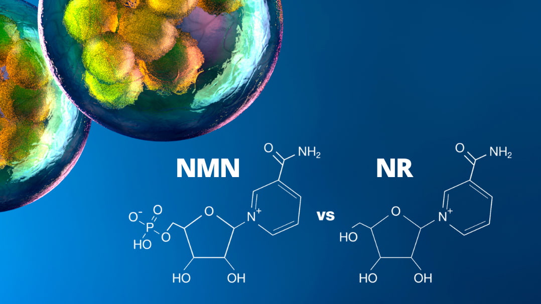 NAD+ Precursors Showdown: NMN vs. NR