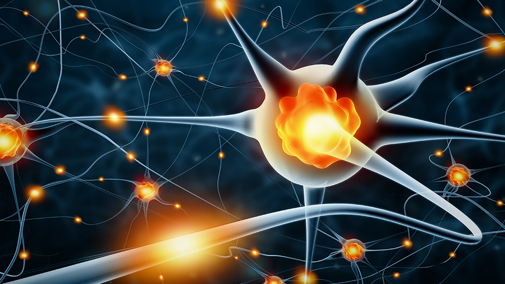 What is Neurogenesis? Definition, Mechanisms, and its Role in Brain Plasticity