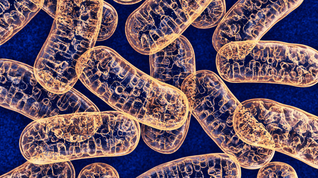 Mitochondria Functions For Healthy Aging: What does the Mitochondria do?