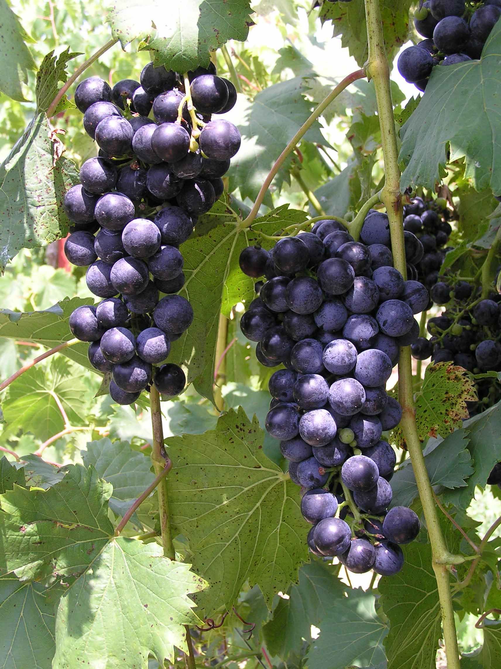 VINEATROL®20 Grapevine Extract