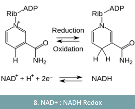 Image 8. NAD+ : NADH Redox