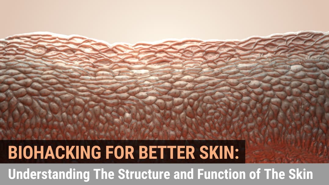 Biohacking for Better Skin: Understanding The Structure and Function of The Skin